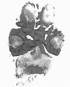 Paw print