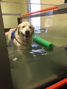 Whistle, the retired service dog, enjoys hydrotherapy using a treadmill in a small pool.