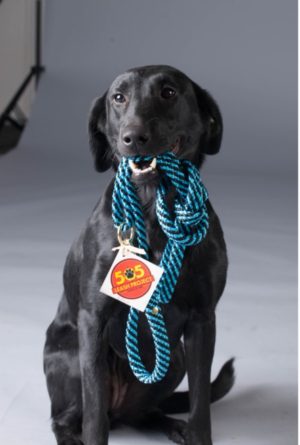 Sailor the dog holds a 505 Leash Project Leash