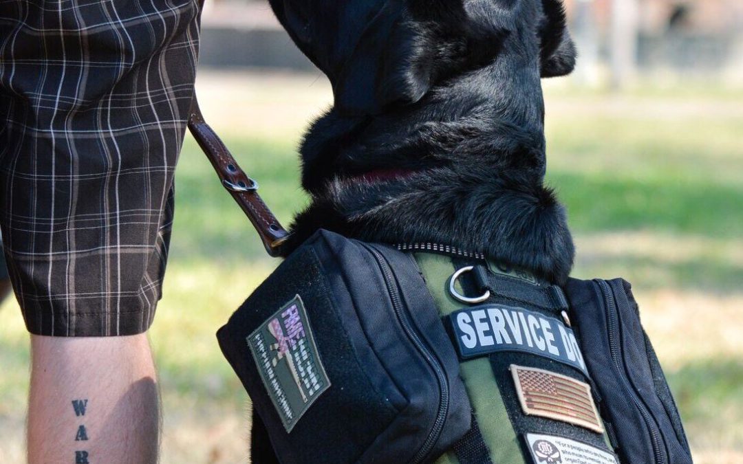 Service dog gazing up at veteran